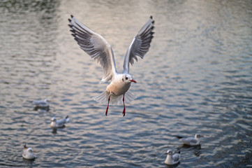 Fototapeta na wymiar Black-headed gull in winter plumage in Kelsey Park, Beckenham, Greater London. A black-headed gull in flight above the lake in Kelsey Park, Beckenham, Kent. Black-headed gull (Larus ridibundus), UK.