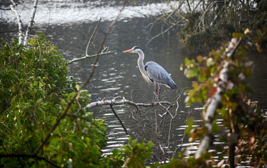 Grey heron in Kelsey Park, Beckenham, Greater London. A grey heron stands on a branch by the side of the lake. Kelsey Park, Beckenham, Kent is famous for its herons. Grey heron (Ardea cinerea), UK.
