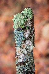 Lichen and little nest polypore (Trametes conchifer) growing on a tiny branch