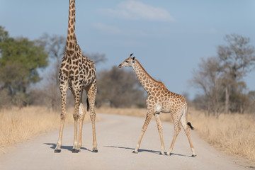 Giraffe in the wilderness of Africa
