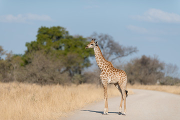 Giraffe in the wilderness of Africa