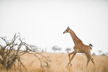 Giraffe in the wilderness of Africa
