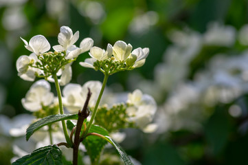 Viburnum plicatum flowering spring white flowers, beautiful ornamental Japanese snowball shrub in bloom, green fresh leaves