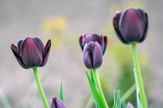 Beautiful dark purple flowering tulips in springtime garden, early tulipa gesneriana flowers in bloom, flowers bunch in daylight