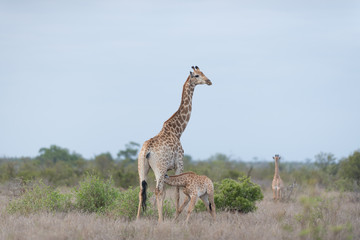 Giraffe in the wilderness of Africa