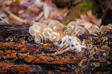 Cluster of white mycena mushrooms growing on a decaying log