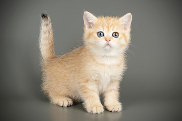 Scottish straight shorthair cat on colored backgrounds
