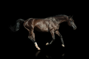 Fototapeta na wymiar Black horse on a black background