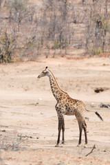 Giraffe in the wilderness of Africa