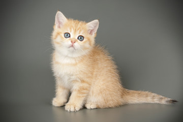 Obraz premium Scottish straight shorthair cat on colored backgrounds