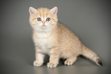 Scottish straight shorthair cat on colored backgrounds