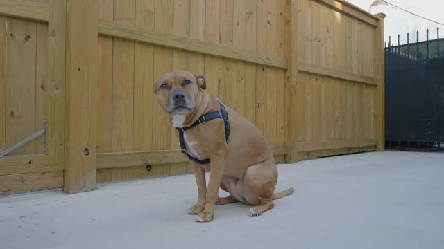dog posing for camera