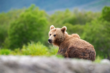 The Kamchatka brown bear, Ursus arctos beringianus catches salmons at Kuril Lake in Kamchatka, running in the water, action picture