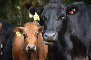 Obraz na płótnie Canvas Cows in a field in New Zealand