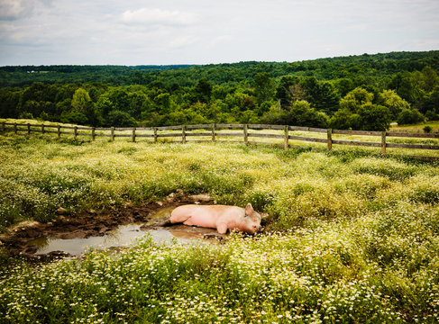 pig lying in mud on a farm
