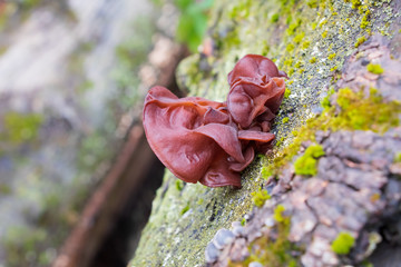 Wood ear mushroom (Auricularia auricula-judae) growing on a tree trunk