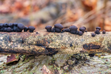 Coal fungus (Daldinia concentrica), growing on a tree branch 
