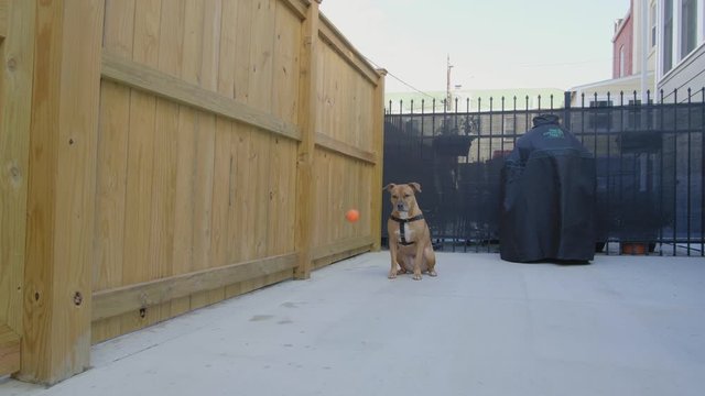 dog playing with ball