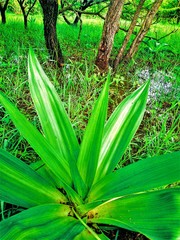 Obraz premium green life