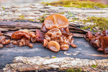 Wood ear mushroom (Auricularia auricula-judae) growing on a tree trunk