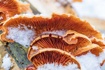 Mock oyster mushroom (Phyllotopsis nidulans) growing on tree 