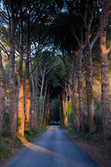 Ruta