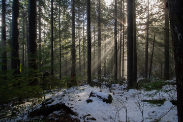 SUNLIGHT IN THE FOREST