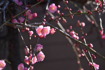 Ume blossoms in full bloom