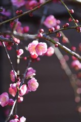 Fototapeta na wymiar Ume blossoms in full bloom