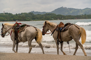 two horses on beach