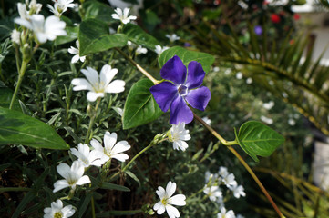 blue flower on green background  periwinkle flowers in the flowerbed