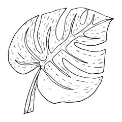 Monstera leaf in graphic style drawn in black outline isolated on white background