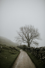 road and single tree, fence, foggy weather, England