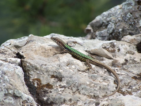 Wild lizard by malachite green and brown colors on a motley limestone boulder