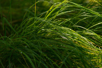 closeup of green grass