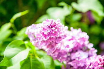 Gentle pink lilac on a green blurred background. Pink lilac flowers in bright light. Close up of spring plants.