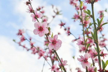 flowers of tree in spring sacura on background of blue sky