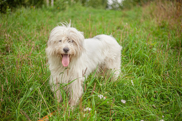 Naklejka na ściany i meble Dog with white fur. Shaggy dog walks on the lawn. A cheerful friend in nature. Pet health is an active lifestyle. Mischievous male.