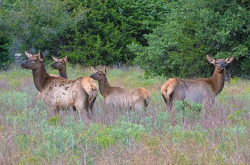 A group of Cow Elk in the Wichita Mountains