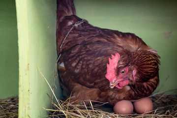 chicken and eggs in coop © Ellie