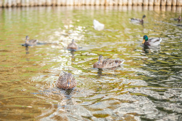 Ducks on a city pond. Duck on the surface of the water. Natural landscape. Birds in the park.