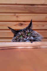 Portrait looking whiskered green-eyed Maine Coon cat peeking out from behind chiffonier. Close-up...
