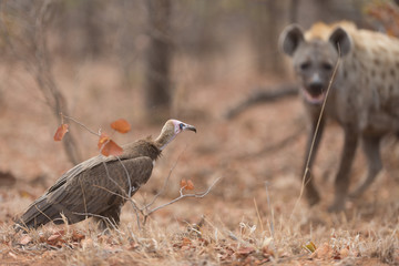Hyena in the wilderness of Africa