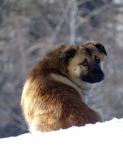dog in the snow
