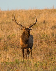 A Bull Elk in the Wichita Mountains