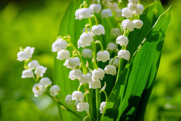 Blooming lily of the valley flowers on background green grass with place for copy text. Flower...