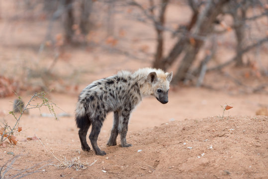 Hyena puppy, Hyena pup, baby hyena in the wilderness of Africa