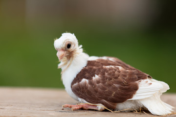 pigeon chick on the farm