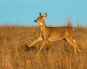 White-tailed Deer
