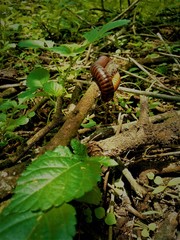 millipede